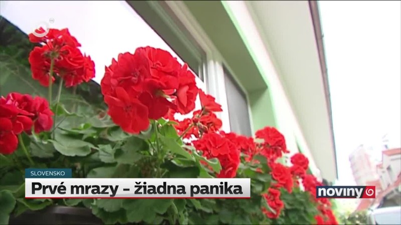 Prvé mrazy - žiadna panika