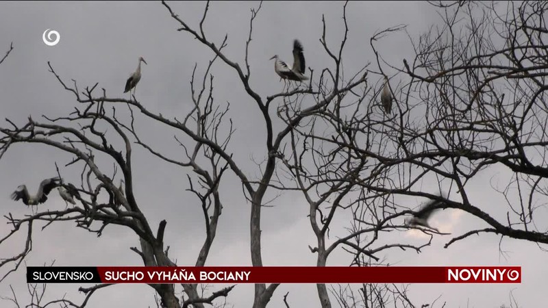 SUCHO VYHÁŇA BOCIANY