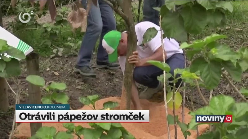 Otrávili pápežov stromček