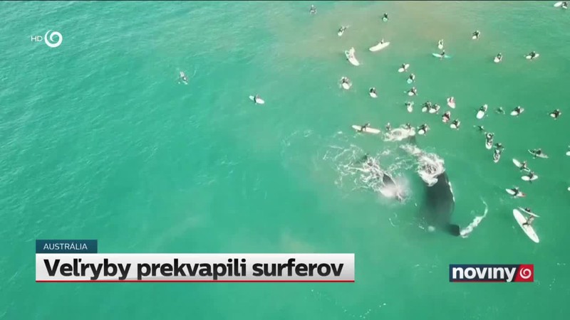 Veľryby prekvapili surferov