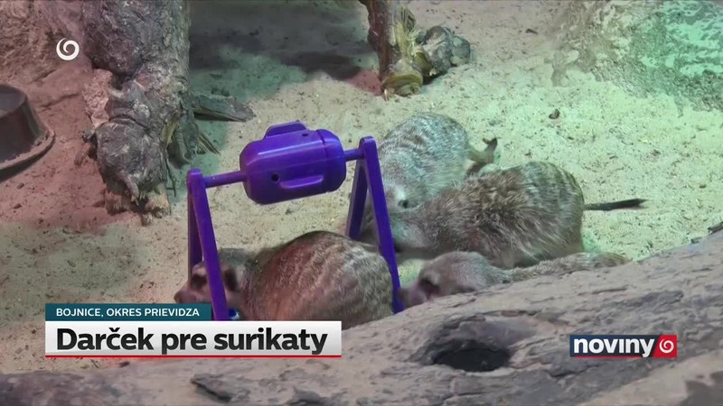 Darček pre surikaty