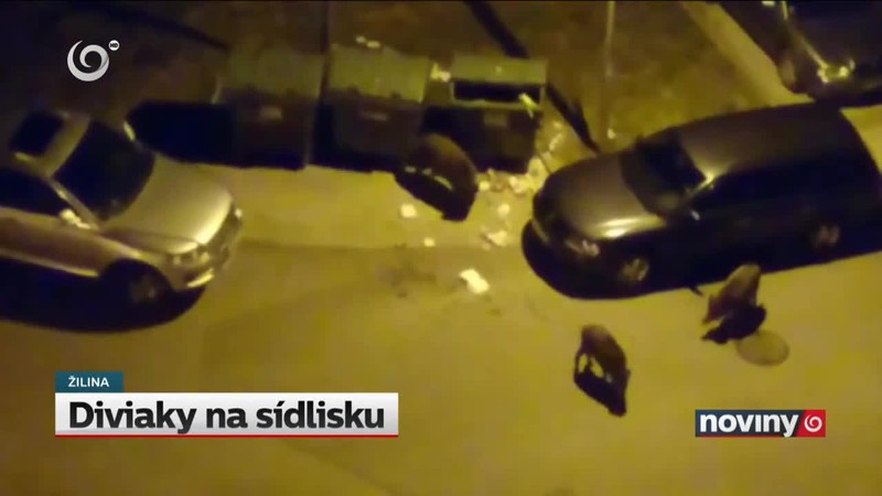 Diviaky na sídlisku