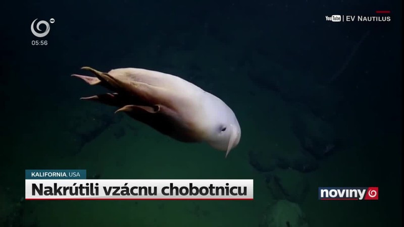 Nakrútili vzácnu chobotnicu