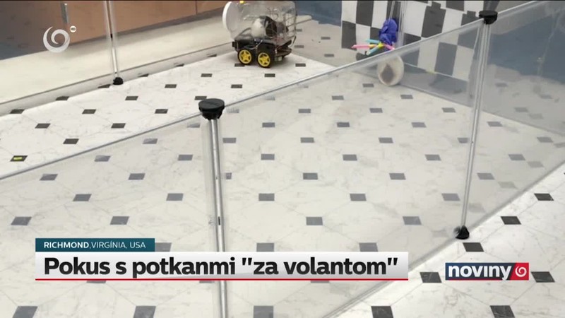 Pokus s potkanmi "za volantom"