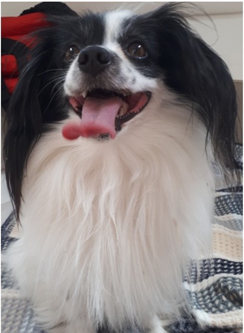 Pátranie po Benkovi. Majiteľka ponúka odmenu 5000 eur 