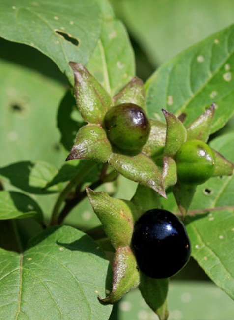 Ľuľkovec zlomocný