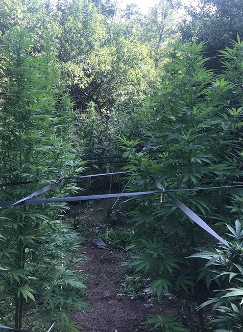 Kriminalisti chytili pestovateľa marihuany priamo v jeho záhradke