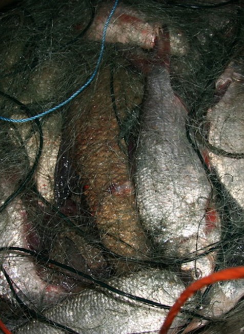 Razia proti pytliakom 2