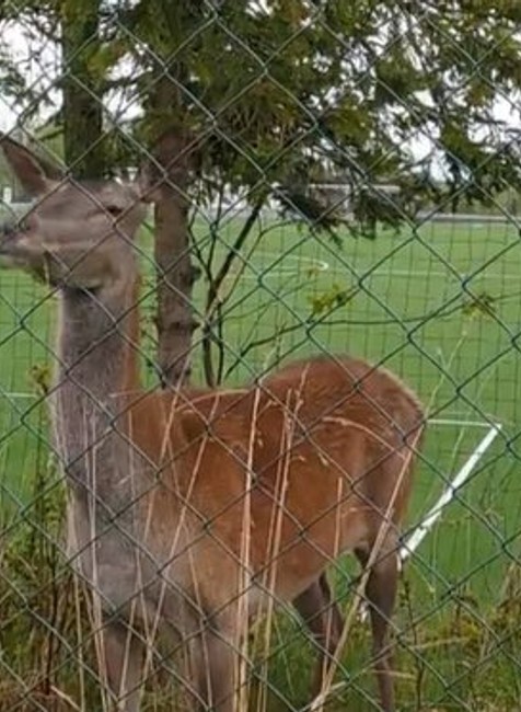 Obyvatelia Tatranskej Lomnice čelia nebezpečným útokom zvieraťa.