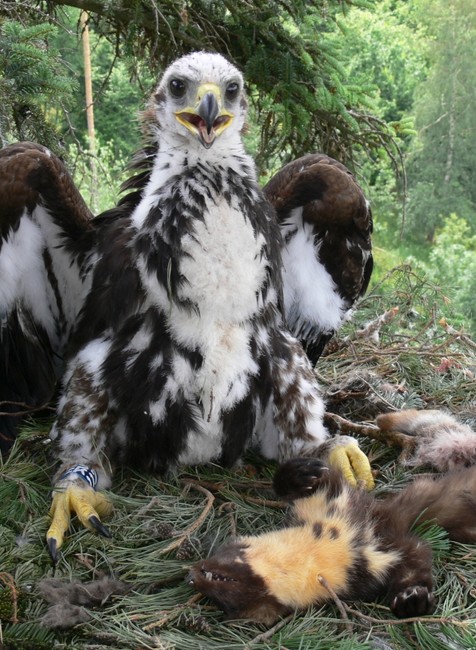 Orol skalný v Bielych Karpatoch