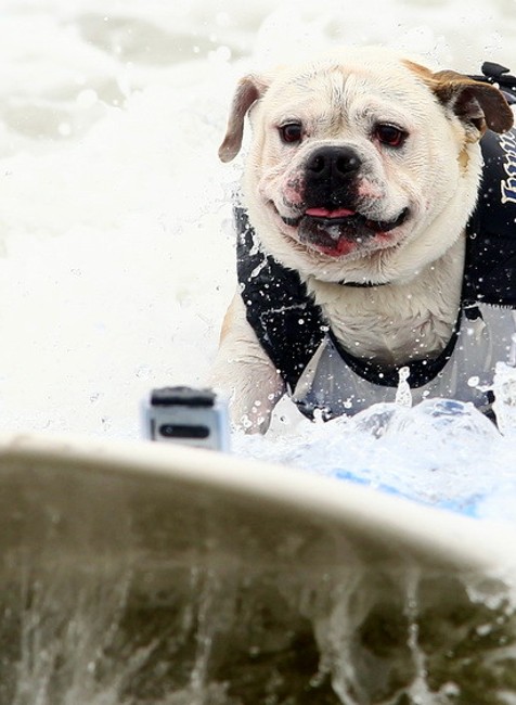 Pes psík more oceán morské vlny surfovanie