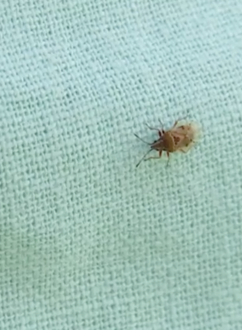 Bzdochy trápia ľudí v Šali