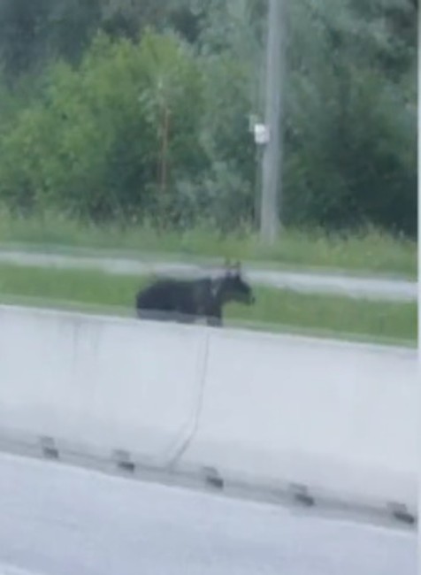 Na severe Slovenska sa medveď prechádzal po dedine. Tak skoro asi neodíde