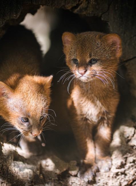 Mačiatka jaguarundi