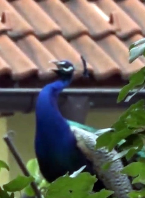 Problém s pávmi. Jedným život skrášľujú, druhým ničia