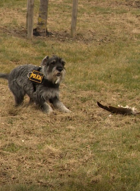 Prípady trávenia dravcov neutíchajú. Polícia svoje rady rozšírila o jedinečnú posilu