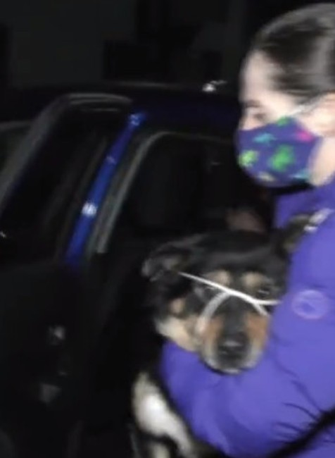 Muž dobodal svojho psa.