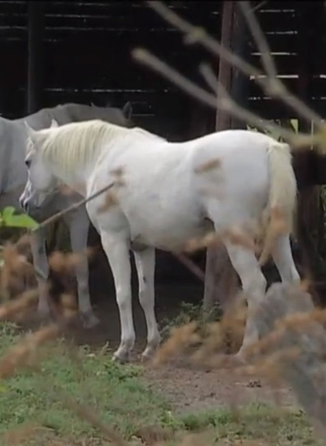 Stádo bielych koní sa v noci premáva po ceste.