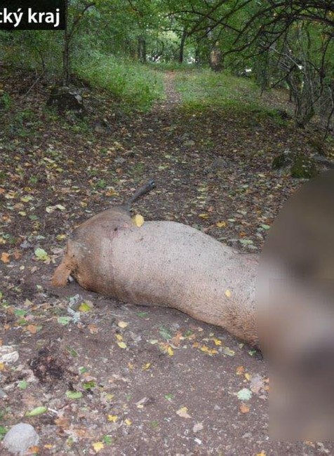 Uhynutý jeleň pri Soroške 