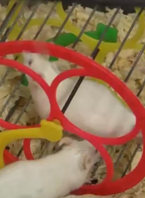 Video z unikátnej záchrany: Volá sa Mišo, má tri týždne a vypadol z hniezda, ktoré je 14 metrov nad zemou