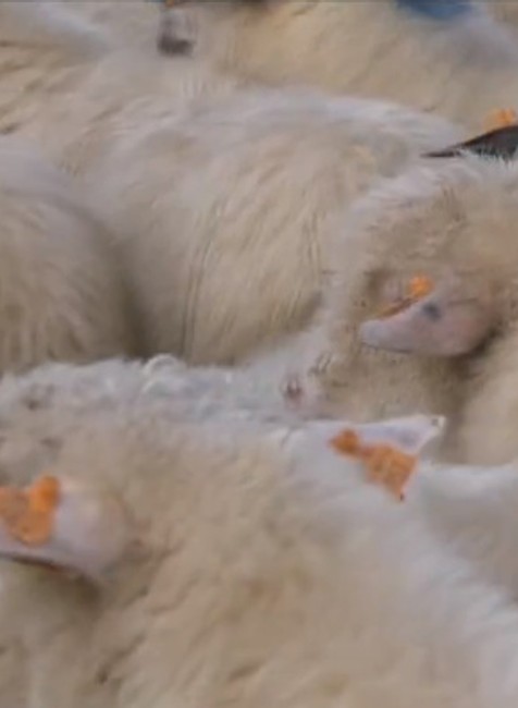 Nezvyčajné sťahovanie. Cez obce prechádzalo obrovské stádo oviec