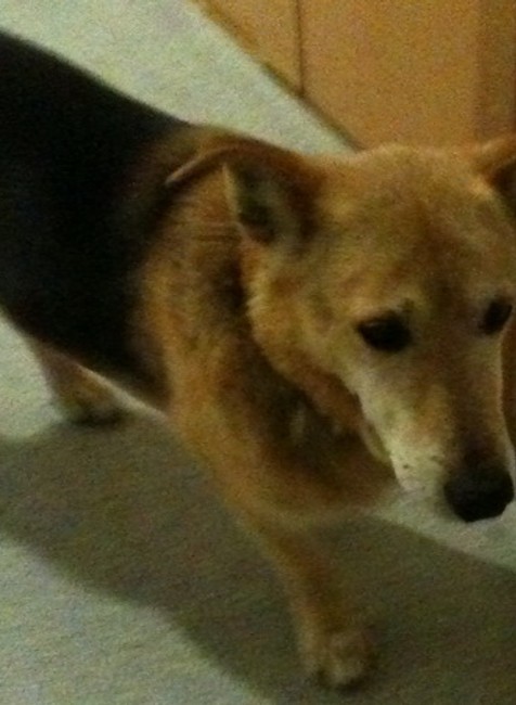 Zatúlaný psík na Kolibe