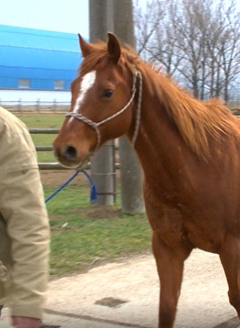 Farmári na koňoch do Bratislavy