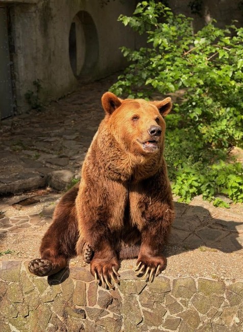 Medveď Felix