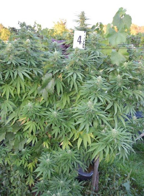 Polícia prichytila pestovateľov marihuany