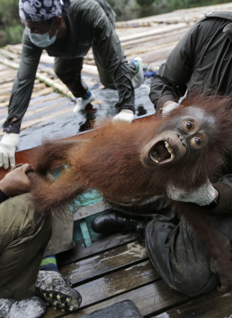 Záchrana orangutanov