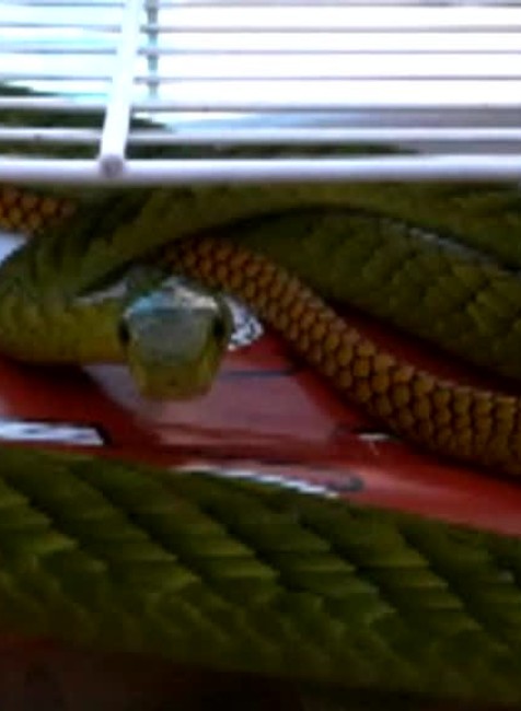 Mamba sa nenašla ani vo štvrtok, antisérum pomohlo374