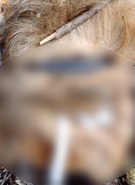 Mŕtvy psík, Závadka nad Hronom