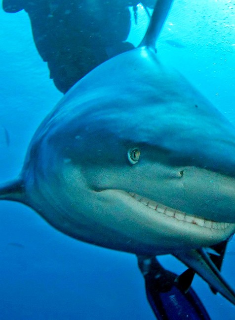 žralok potápač ilustračné foto