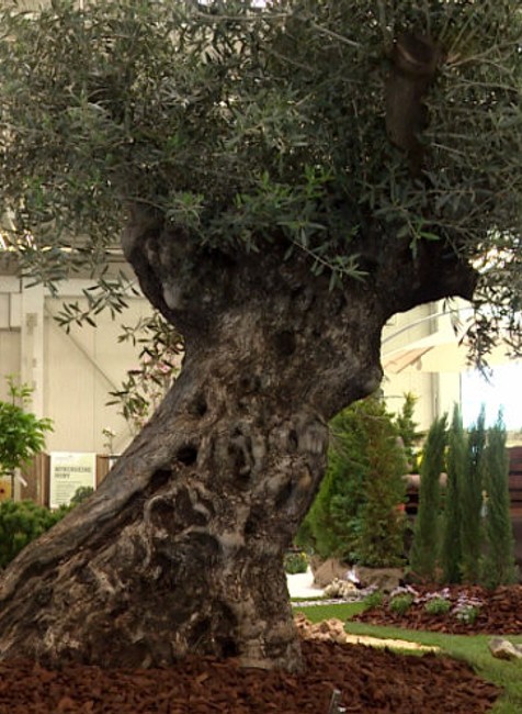 400-ročná oliva.jpg