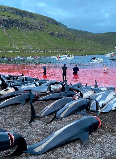 Faerské ostrovy, zavraždené delfíny