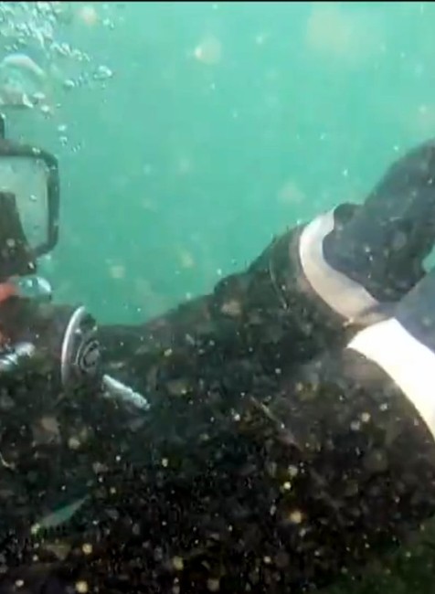 Ryby oslávia Vianoce. Podvodný svet nezostal bez stromčeka