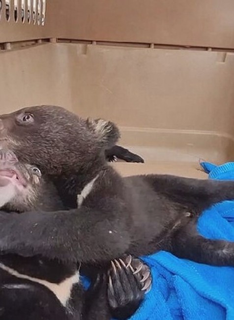 zachranene medvede (6)