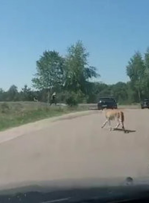 Gepardi a návštevníci