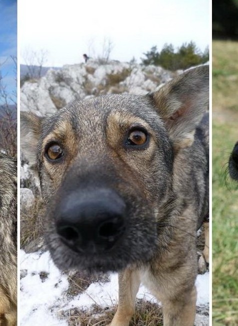 Mimi kríženec vlčice a nemeckého ovčiaka nezvestná Košice azylový dom