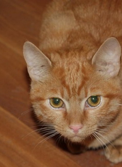 Ryšavý Riško zo SNV