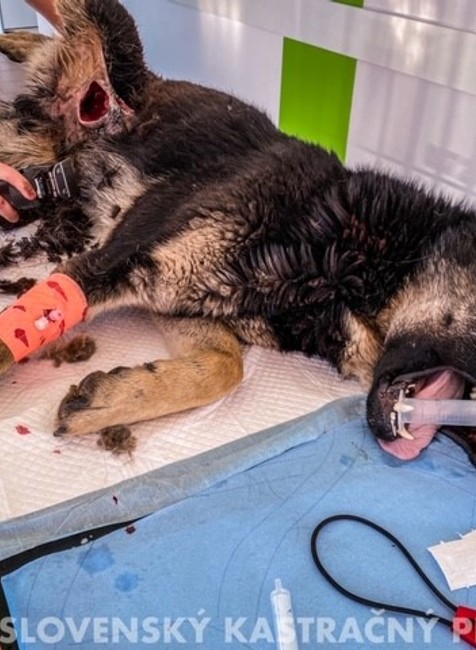 Policajti už vyšetrujú prípad brutálne utýraných psov.