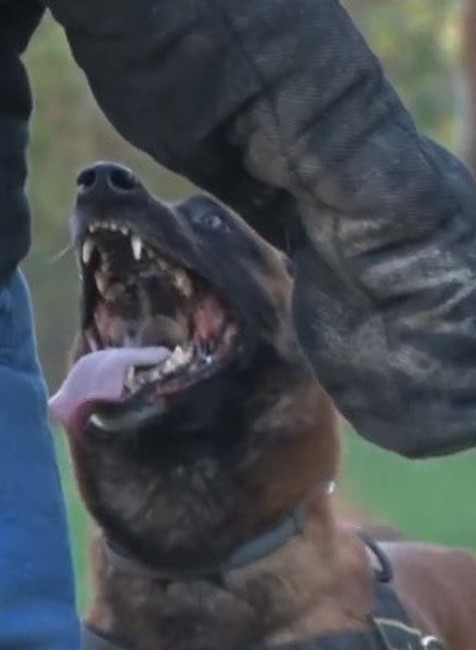 Psovodi musia tvrdo pracovať so štvornohými kolegami 