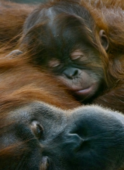 V bratislavskej zoo sa narodilo mláďa orangutana sumatrianskeho