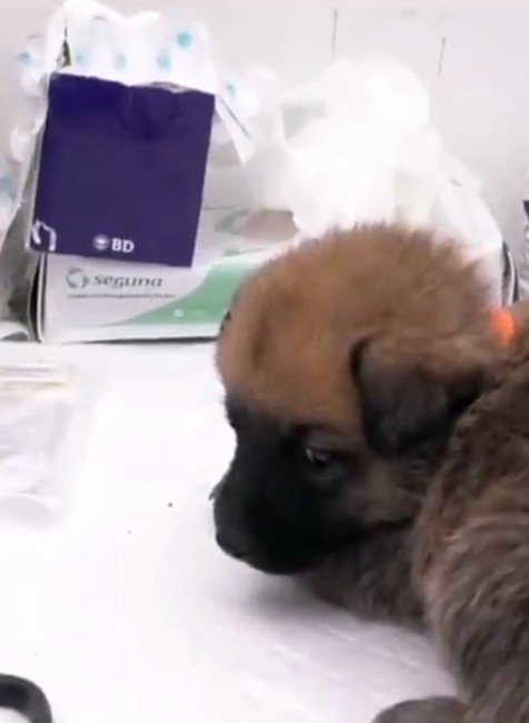 Dobrovoľníci vyrazili do ulíc. Pomáhajú pri odchyte stovky psov