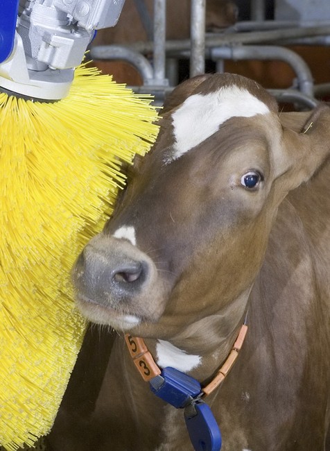 krava si uziva5-umyvacia linka, umyvacka, kefa