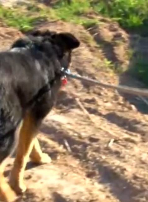 Psy mladej rodiny spadli do kameňolomu. Život im zachránili hasiči