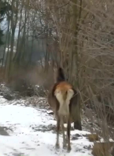Kuriózna záchranná akcia. Policajti pomáhali zaseknutému srnčekovi v bráne