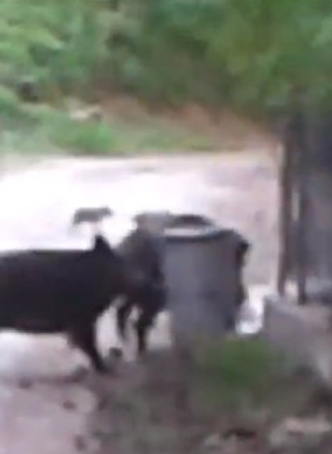 Dedinčania žijú v strachu, po uliciach opäť behajú diviaky