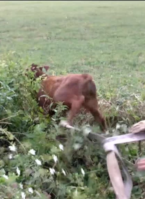 [multi] Celá záchrana teliatka 1829