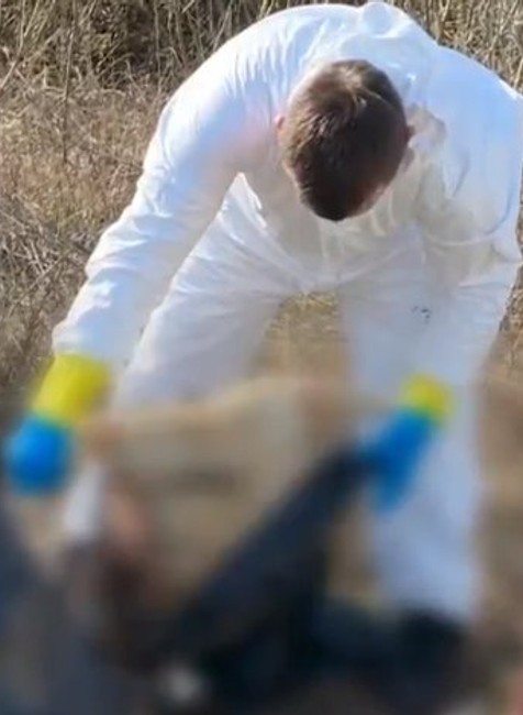 Zvyšky dobytka pohodené v kríkoch.